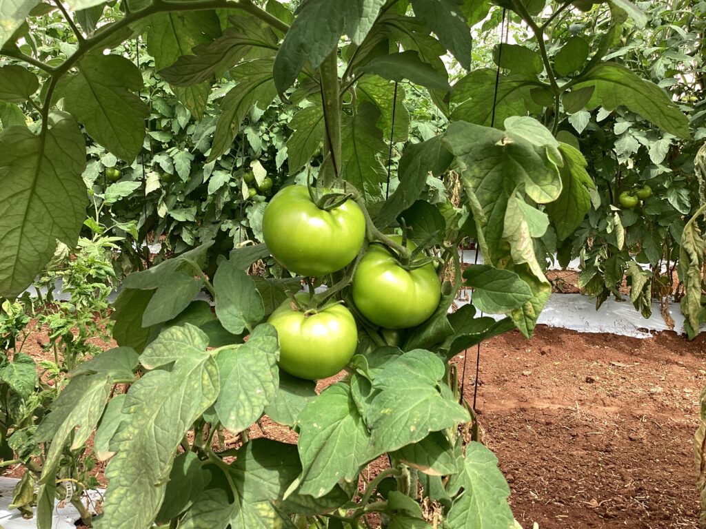 Three green tomatoes on the vine.